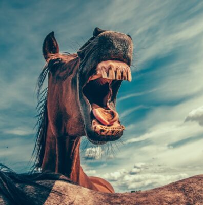 Horse with its mouth open. Photo: Unsplash.com