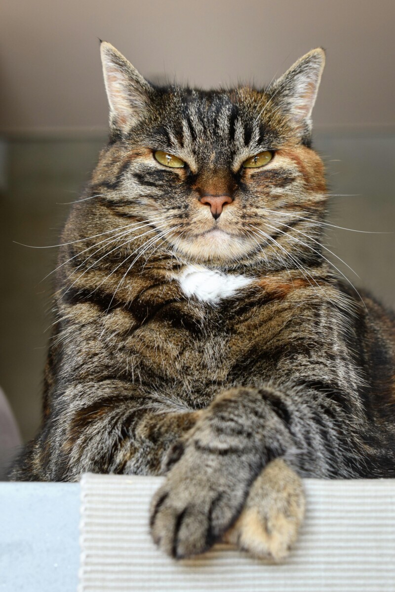 Confident happy cat, with front paws crossed and eyes closed.