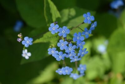 Forget me not flowers, in memory