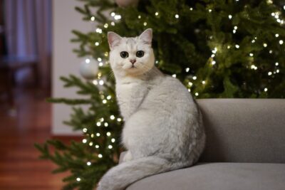 Cat on a sofa by a Christmas tree with lights.