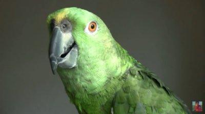 A Galvao bird, from a screenshot from the Galvao Institute on YouTube