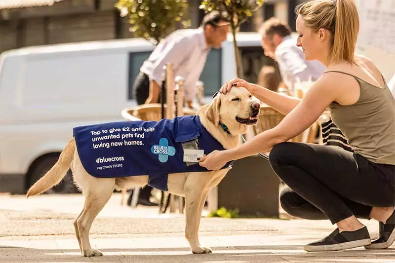 Smudge the Tap Dog fundraising for The Blue Cross