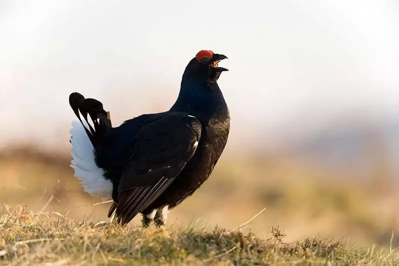 Black grouse - photo: Andy Hay (rspb-images.com)