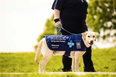 Blue Cross contactless giving dog