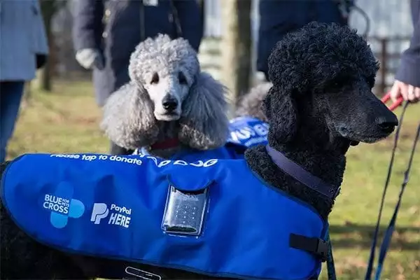 Blue Cross Tap Dogs Oscar and Rex