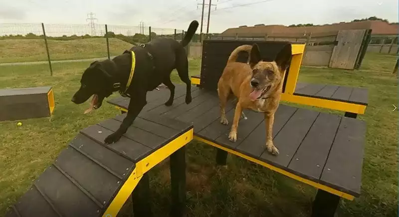 Dogs in Dogs Trust VR film