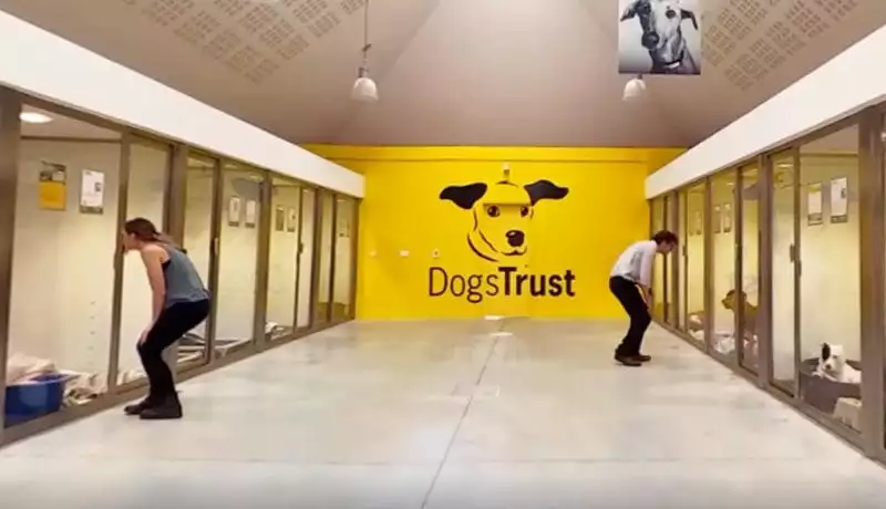 Kennels in Dogs Trust VR film