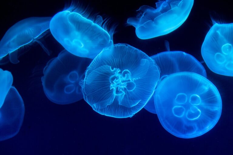 Blue jellyfish - Twitter blue. Photo: Unsplash
