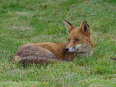 Fox lying in the grass.