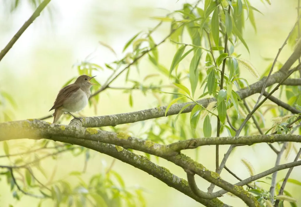 Nightingale singing in a willow tree - photo: RSPB