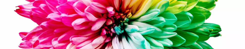 Graphic Traffic - coloured flower petals