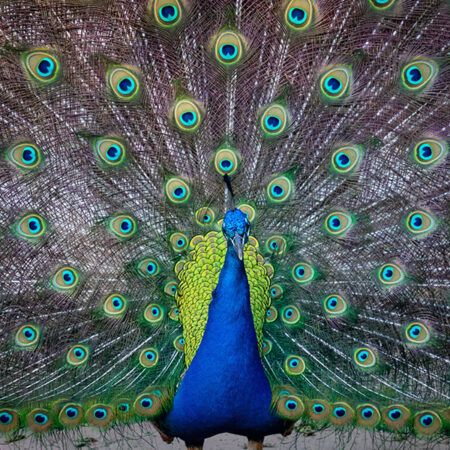 Peacock and tail - photo: Pexels