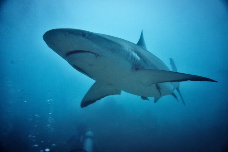 Shark - photo: Pexels.com