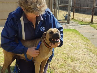 A dog being cared for at a dog rescue centre