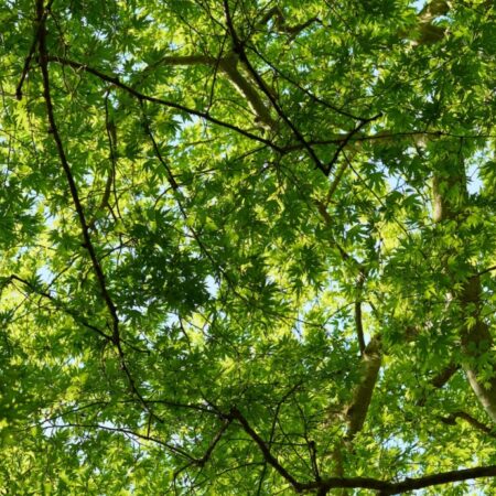 Leaves and trees - photo: Pexels