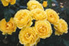 Yellow anniversary roses