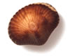 Chocolate in the shape of a shell
