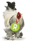 Oxfam chicken