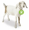 Oxfam's goat