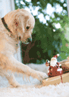 Labrador pawing a Christmas present