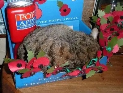 Cat asleep in a Poppy Appeal collecting box - photo: John Thompson