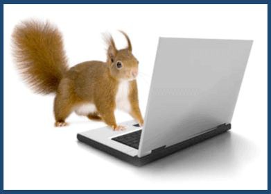 A squirrel with its forepaws on a laptop