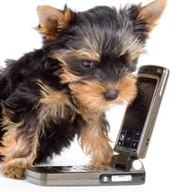 Puppy on a clam mobile phone