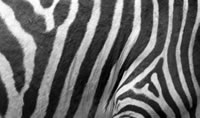 Zebra stripes - photo: Nicolas Raymond