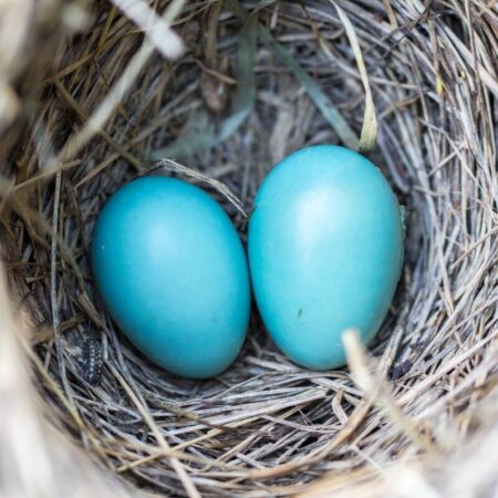 Two blue eggs in a nest - photo: Pexels.com