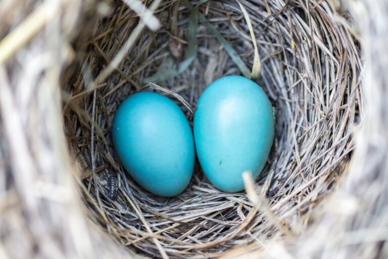 Two blue eggs in a nest - photo: Pexels.com