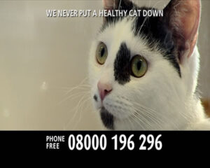 Still from Cats Protection's 2007 DRTV advert