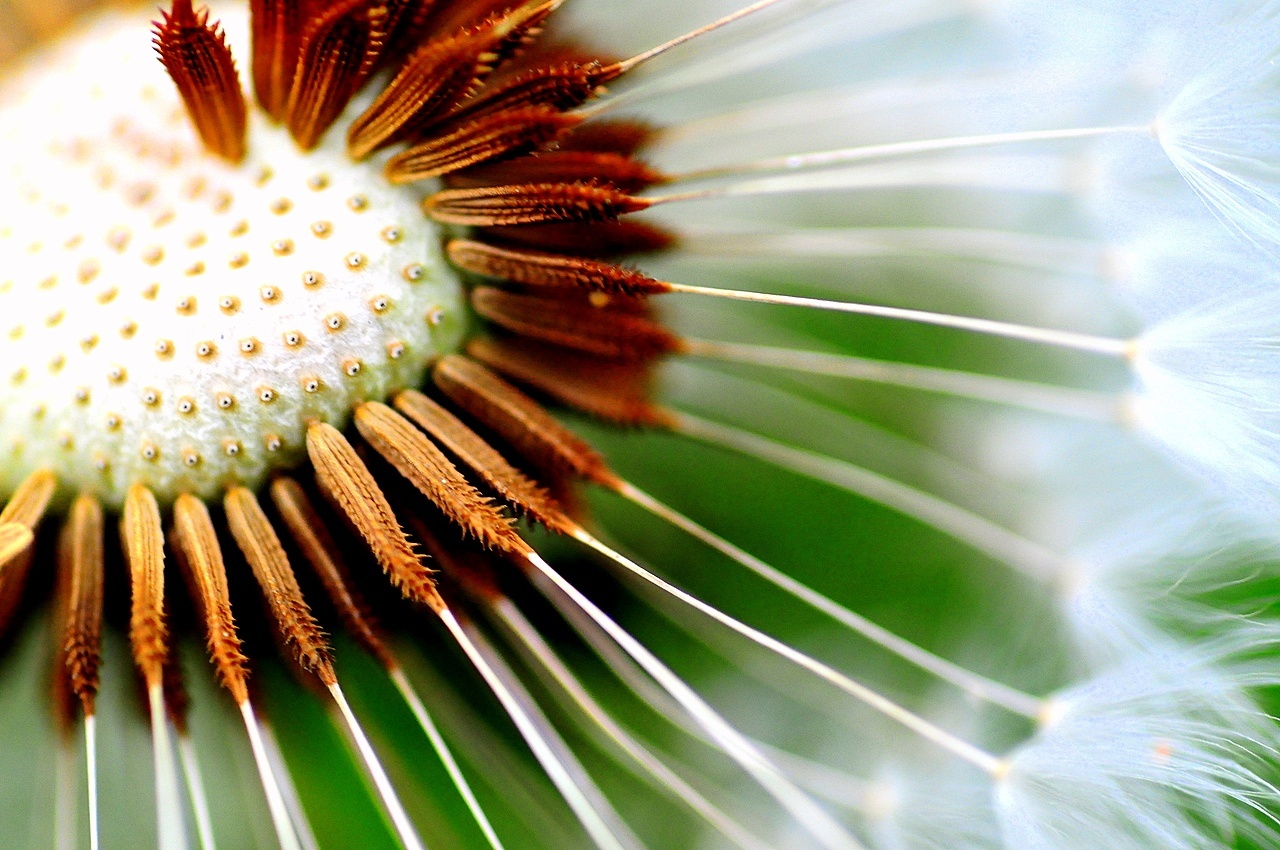 Dandelion seed. Photo: Tibchris on Flickr.com