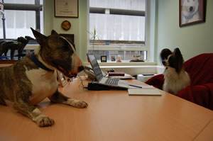 Two dogs in an office for Take Your Dog to Work Day 2007