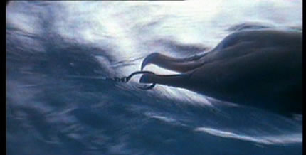 Albatross dragged underwater by a fishing hook and line. Photo: RSPB