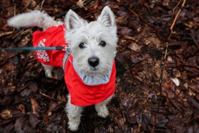 a white dog in a red coat
