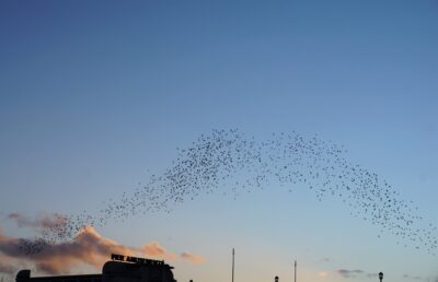 A murmuration of starlings against a dusk sky