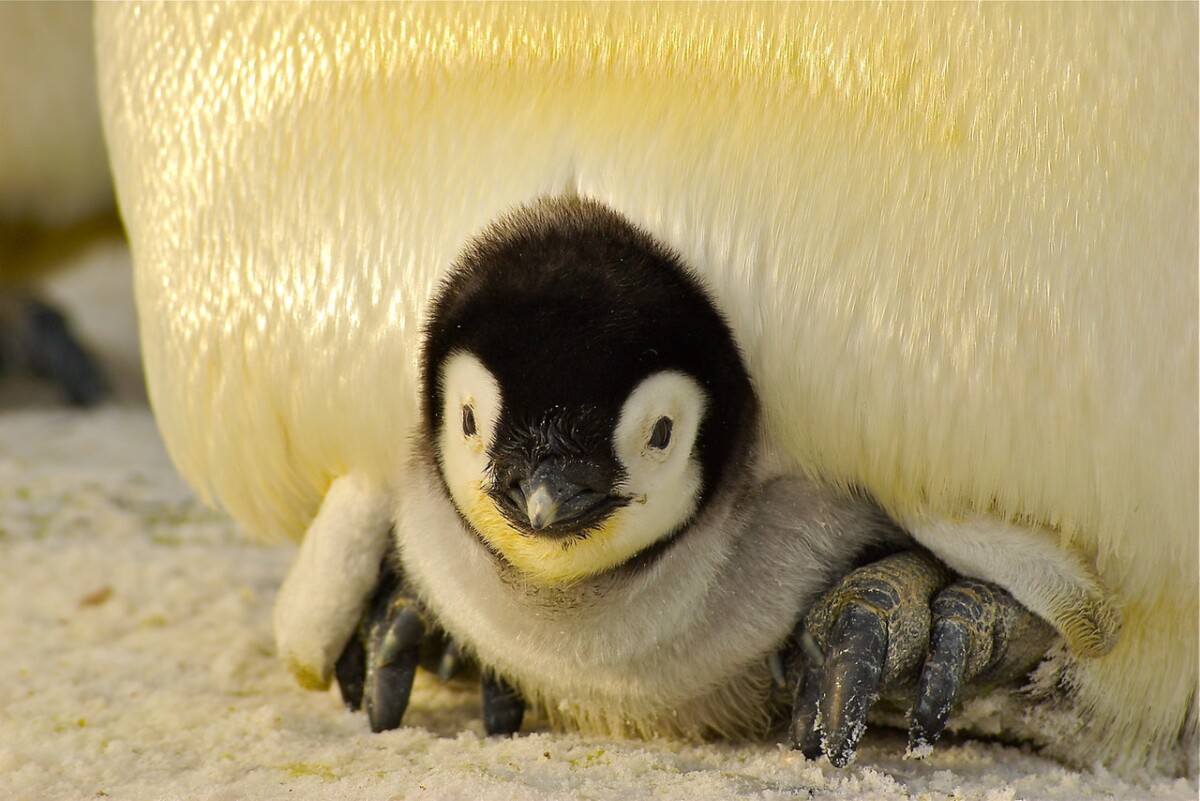 Penguin chick - photo: Pexels and Pixabay