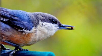 Blue bird with berry in its beak. Photo: Pixabay