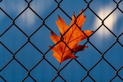 A autumn leaf rests against a chainlink fence