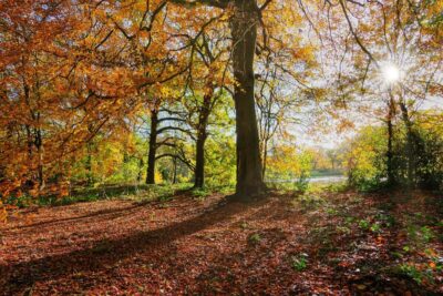 Sunlight shining through an autumn woodland
