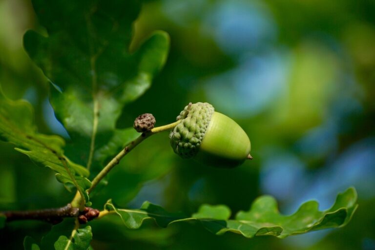 A green acorn is surrounded by oak leaves against a blue sky