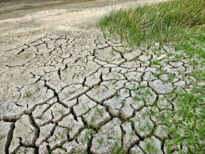green grass peters out into cracked dry earth, signifying climate change