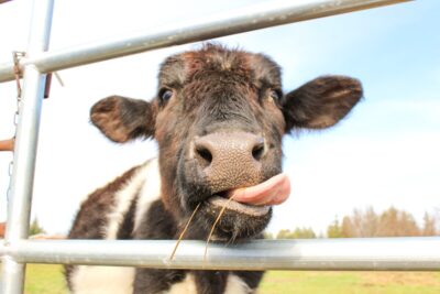 Cow with its tongue out. Photo: Unsplash.com