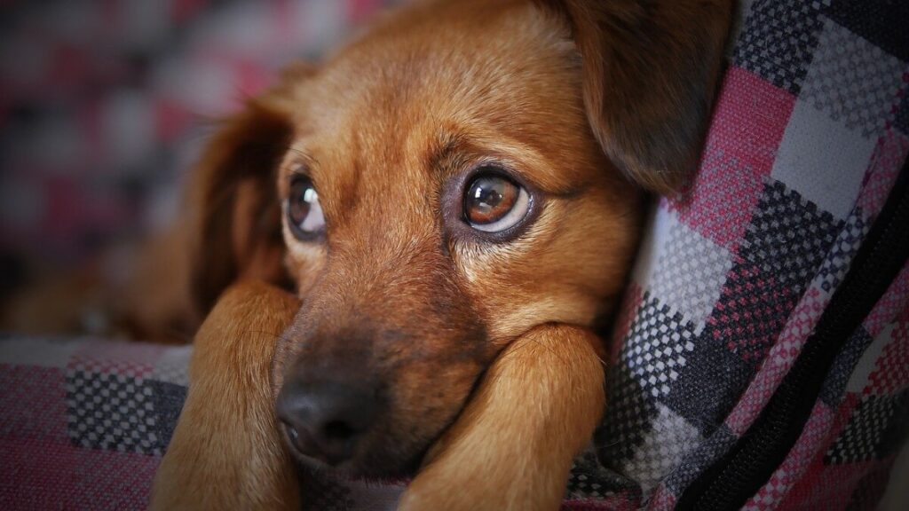 a sad eyed brown dog gazes out from a blanket