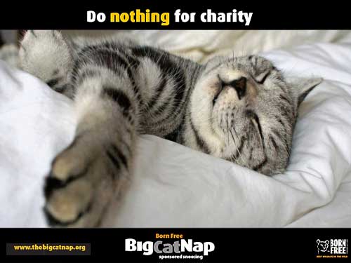 Do nothing for charity - The Big Cat Nap - image: Debra Claridge