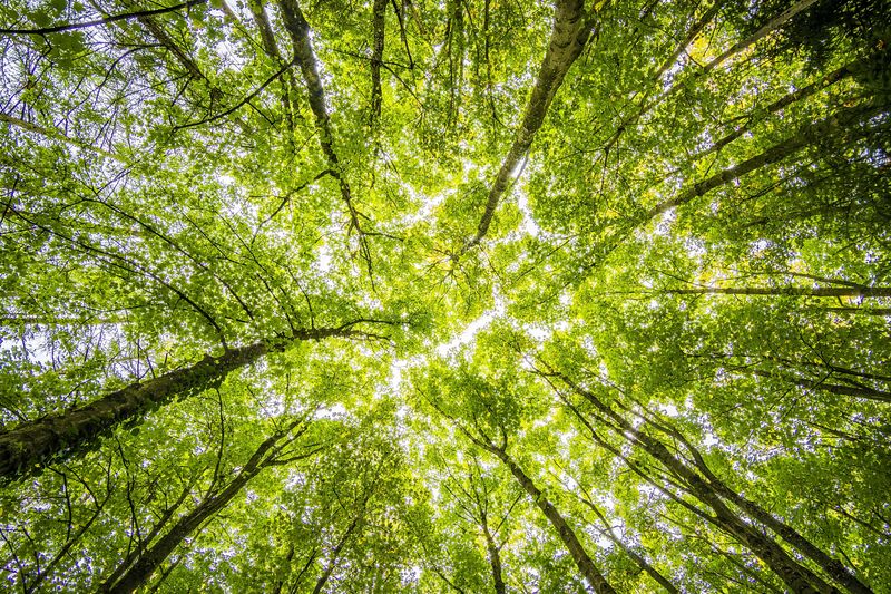 Green tree canopy, viewed from beneath. Photo: Felix Mittermeier on Pexels