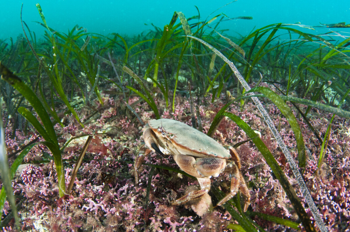A crab in sea grass in the Orkney Isles by Richard Shucksmith