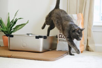 A cat jumps out of a litter tray