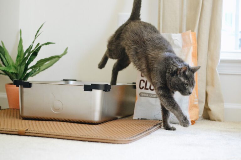 A cat jumps out of a litter tray