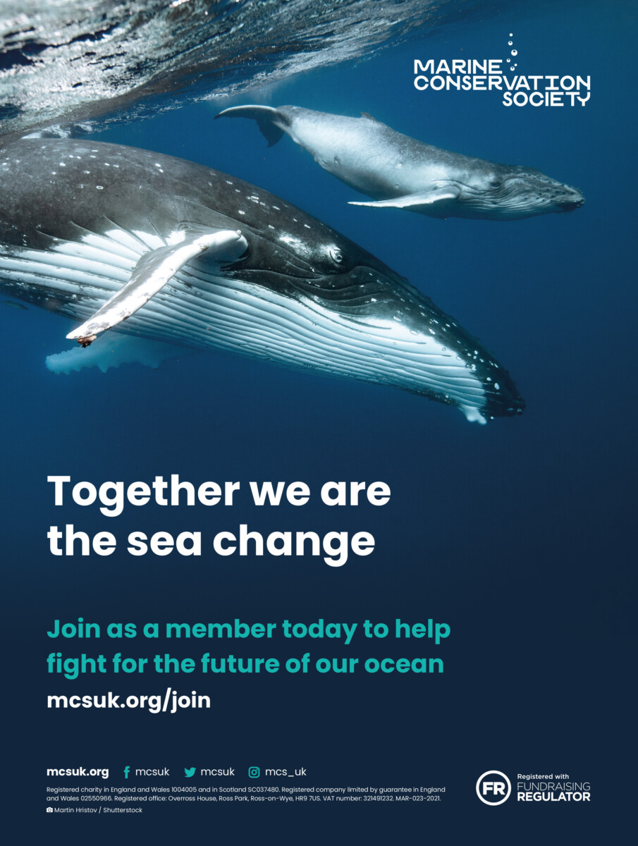 Marine Conservation Society promotional poster showing whales